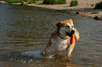 Akita-Inu-Collie mongrel