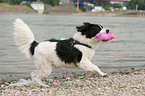 playing Border-Collie-Mongrel