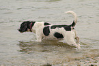 bathing mongrel