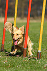 mongrel at agility