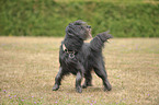 Briard-Border-Mongrel