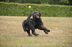 Briard-Border-Mongrel