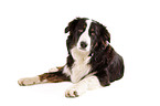 Border-Collie-Australian-Shepherd mongrel