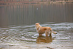 bathing mongrel