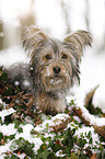 Terrier-Mongrel in snow