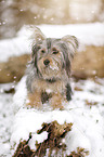 Terrier-Mongrel in snow