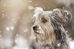 Terrier-Mongrel in snow