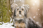 Terrier-Mongrel in snow