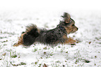 Terrier-Mongrel in snow