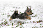 Terrier-Mongrel in snow