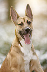 Malinois-Boxer-Mongrel Portrait