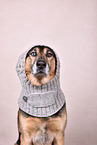 Husky-Shepherd Portrait