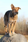 Airedale-Terrier-Shepherd