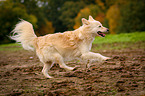 running Spitz Mongrel