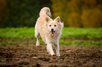 running Spitz Mongrel