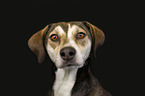 Labrador-Retriever-Mongel Portrait