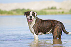 Cane-Corso-Mongrel in the water