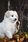 Samoyed-Mongrel Puppy
