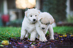 2 Samoyed-Mongrel Puppies