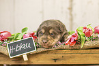 Australian-Shepherd-Labrador Puppy