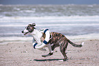 running Whippet-Border-Collie