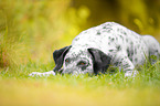 lying Border-Collie-Labrador-Retriever