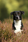 American-Staffordshire-Terrier-Mongrel portrait