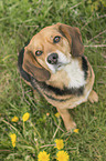 sitting Beagle-Mongrel
