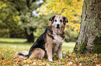 sitting Labrador-Retriever-Shepherd-Mongrel