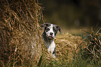 American-Staffordshire-Terrier-Mongrel Puppy portrait