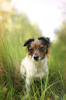 Jack-Russell-Chihuahua-Mongrel