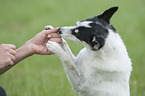 human with Jack-Russell-Terrier-Mongrel