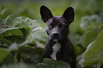 Basenji-French-Bulldog-Mongrel portrait