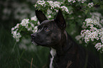 Basenji-French-Bulldog-Mongrel portrait