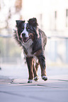 running Australian-Shepherd-Bernese-Mountain-Dog-Mongrel