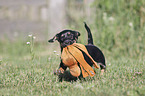 running Dachshund-Mongrel Puppy