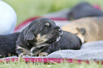 lying Dachshund-Mongrel Puppies