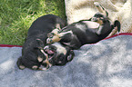 lying Dachshund-Mongrel Puppies