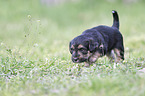 walking Dachshund-Mongrel Puppy