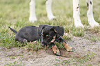 Dachshund-Mongrel Puppy with Dalmatian