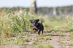 running Dachshund-Mongrel Puppy