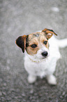 sitting Jack-Russell-Maltese