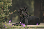 lying Labrador-Retriever-Mongrel