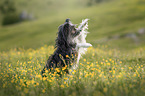 begging Chinese-Crested-Mongrel