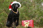 sitting Weimaraner-Mongrel