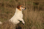 begging Jack-Russell-Terrier-Mongrel