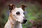 Jack-Russell-Terrier-Mongrel Portrait