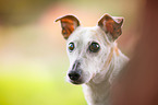 Jack-Russell-Terrier-Mongrel Portrait