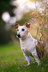 sitting Jack-Russell-Terrier-Mongrel