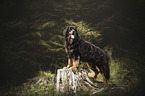 standing Bernese-Mountain-Dog-Mongrel